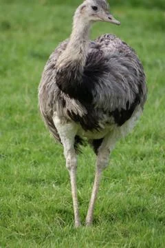 Common Rhea - Rhea americana Stock Photos