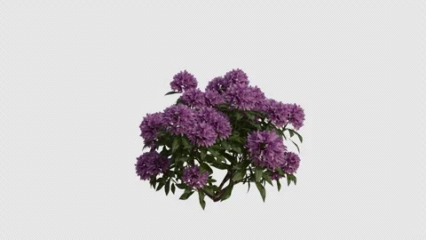 Common Rhododendron blowing in the wind Loop Animation. Alpha Channel Stock Footage 307087163