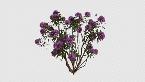 Common Rhododendron blowing in the wind Loop Animation. Alpha Channel Stock Footage 307087204