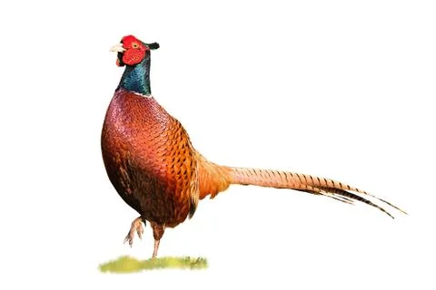 Common ring-necked pheasant, phasianus colchicus, cock isolated on white Stock Photos