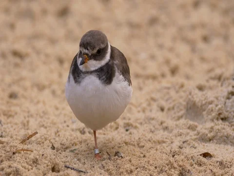 Common ringed plover (Charadrius hiaticula) relaxing Stock Footage 84095319