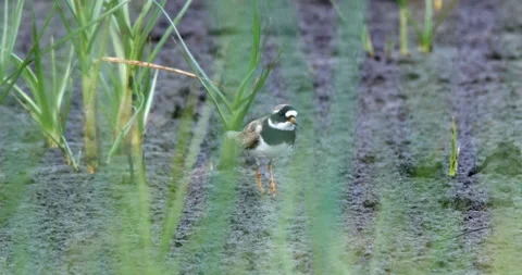 Common ringed plover, charadrius hiaticula, foraging Stock Footage 124091090