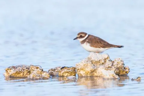 Common Ringed Plover Charadrius hiaticula waterfowl bird foraging in between  Stock Photos