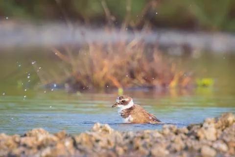 Common Ringed Plover Charadrius hiaticula waterfowl bird preening and cleanin Stock Photos