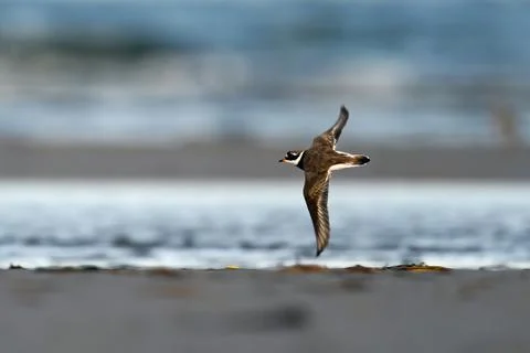 Common ringed plover (Charadrius hiaticula) Stock Photos