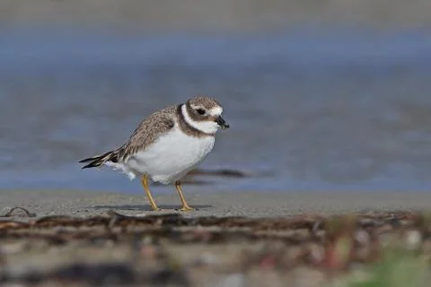 Common ringed plover (Charadrius hiaticula) Stock Photos