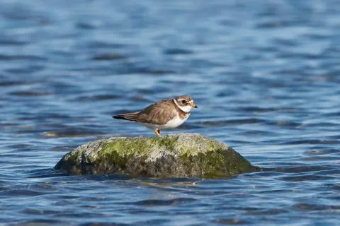 Common ringed plover (Charadrius hiaticula) Stock Photos