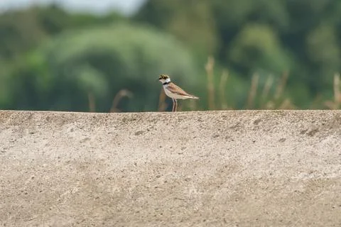 Common ringed plover (Charadrius hiaticula) a medium-sized migratory bird, .. 스톡 사진