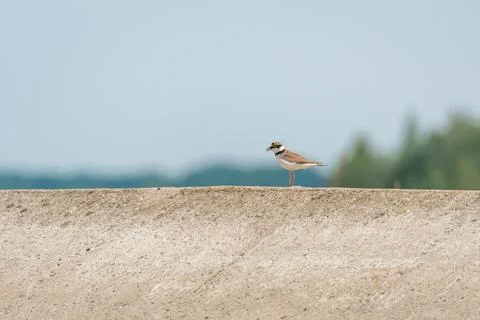 Common ringed plover (Charadrius hiaticula) a medium-sized migratory bird, .. Stock Photos