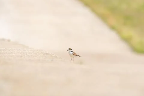 Common ringed plover (Charadrius hiaticula) a medium-sized migratory bird, .. Stock Photos