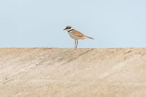 Common ringed plover (Charadrius hiaticula) a medium-sized migratory bird, .. Stock Photos