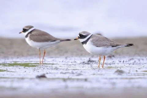Common Ringed Plover Charadrius hiaticula waterfowl bird foraging Stock Photos
