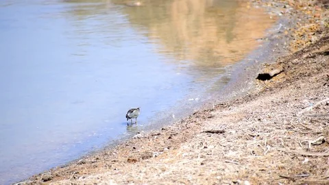 The common ringed plover feeding in shalow water. Vídeos de archivo 116110348