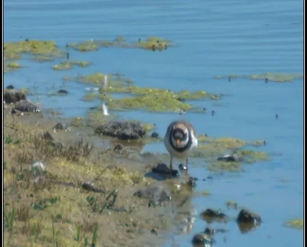 Common ringed plover Stock Footage 6732174
