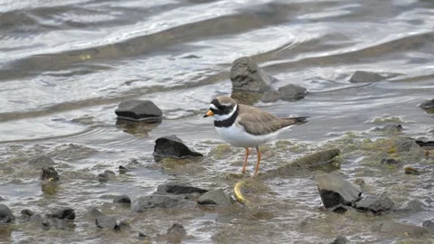 Common Ringed Plover Foraging on Icelandic Shoreline 4K Wildlife Footage Stock Footage 339799535