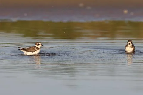 Common ringed plover Fort De Soto Park Florida USA Fotos de archivo