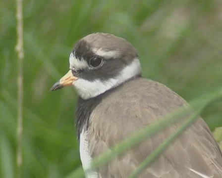 Common ringed plover or ringed plover (Charadrius hiaticula) - on camera Stock Footage 50644495
