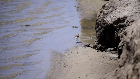 The common ringed plover or ringed plover feeding in shalow water. Stockbeeldmateriaal 117940513
