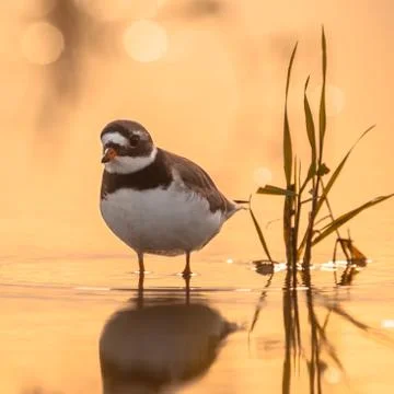 Common ringed plover Stock Photos