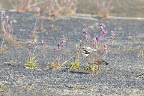 Common ringed plover on the sandy river bank Fotos Stock