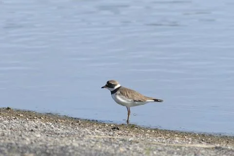 Common ringed plover on the sandy river bank Fotos Stock