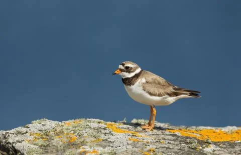 Common Ringed Plover standing on a rock Stock Photos