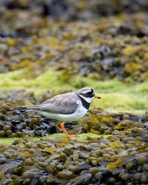 A common ringed plover stands among seaweed on the rocky shore off Ireland's  Stock Photos