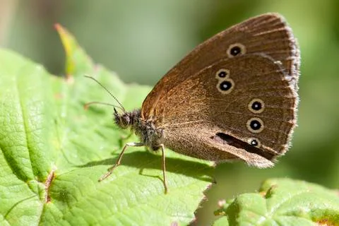 Common ringlet - Coenonympha tullia 库存照片