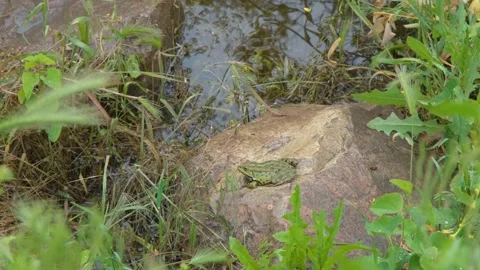 Common river frog close-up. Frog on the stone. Frog near the pond. The frog is Stock Footage 207408323