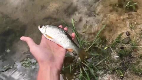 Common roach fish close up video footage(freshwater fish). Stock Footage 277159566