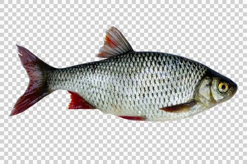 Common roach fish isolated on white background. Stock Photos