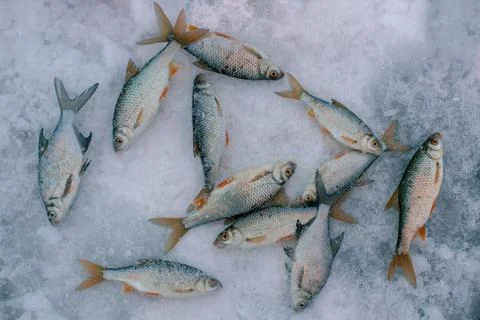 The common roach or Rutilus rutilus and common bream fish on the ice. Stock Photos