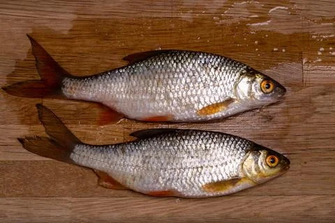 The common roach or Rutilus rutilus on a wet wooden board. Stock Photos