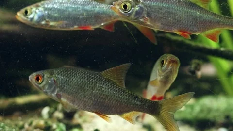 Common roach, rudd swim in shoal, fish pet macro, organic sediment pollution Stock Footage 331322040