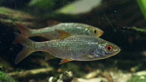 Common roach, rudd swim in shoal, fish pet macro, organic sediment pollution Stock Footage 331322446