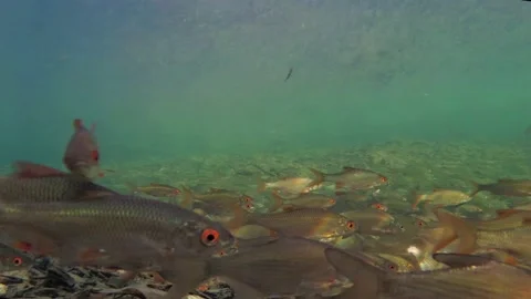 Common roach (Rutilus rutilus) fish school in natural stream,  4K Stock Footage 146036322