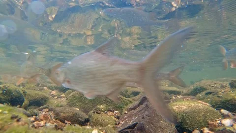 Common roach (Rutilus rutilus) in river Stock Footage 89816131
