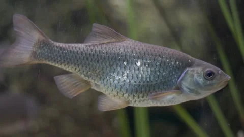 Common roach swimming in a freshwater river 스톡 동영상 326826175