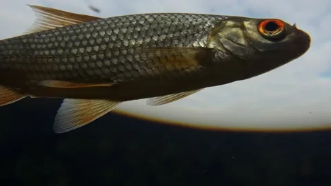 Common roach swimming , low angle slow mo shoot Stock Footage 146543609