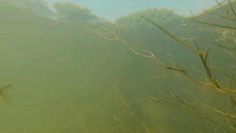 Common roach underwater in the river Stock Footage 232385673