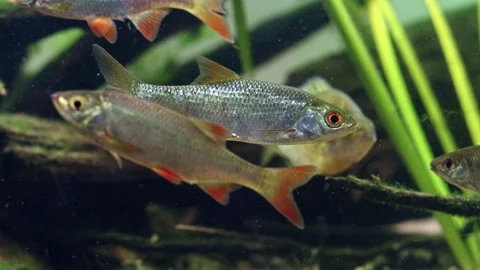 Common roach yawn, rudd fish, pumpkinseed blur, sand and organic litter Stockbeeldmateriaal 331321535