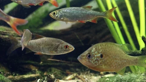 Common roach yawn, rudd fish, pumpkinseed in ambush, sand and leaf litter Stockbeeldmateriaal 331321640