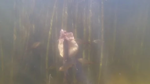 Common roaches in lake Stock Footage 40906811