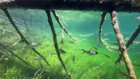 Common roaches (Rutilus rutilus) swimming between the branches of sunken tree Stock Footage 314695561