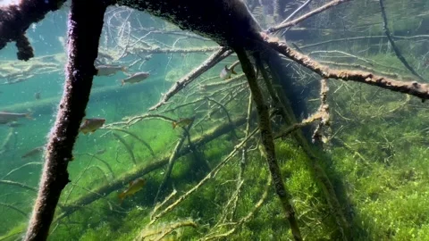 Common roaches (Rutilus rutilus) swimming between the branches of sunken tree Stock Footage 314695624