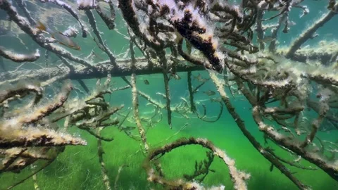 Common roaches (Rutilus rutilus) swimming between the branches of sunken tree Stock Footage 314695840
