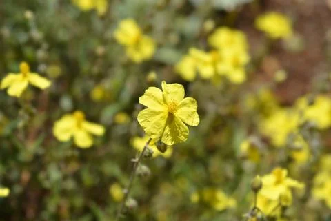 Common rockrose Stock Photos