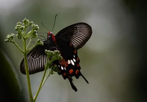 Common rose insects Stock Photos