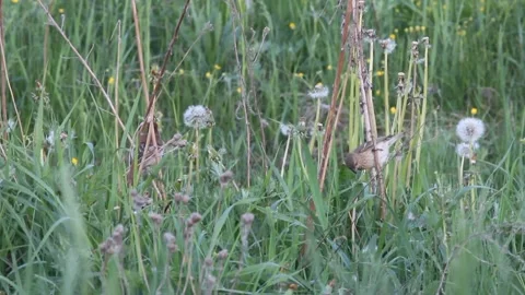 Common rosefinch (Carpodacus erythrinus) feeding in the grass Stock Footage 291316203