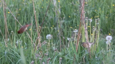 Common rosefinch (Carpodacus erythrinus) feeding in the grass Stock-Footage 291316223